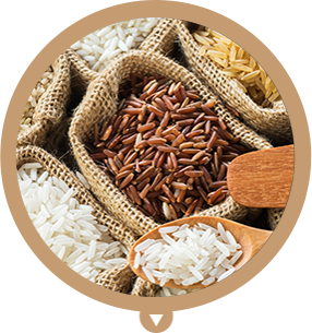 Rice-educational-tondo-1